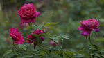 月季花