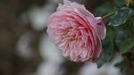 月季花