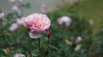 月季花