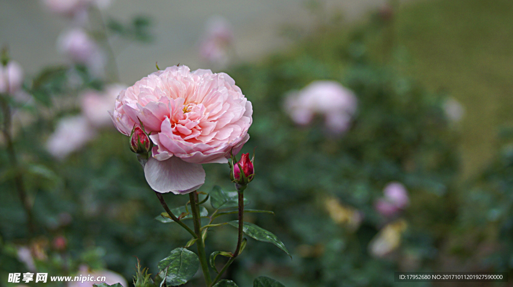 月季花