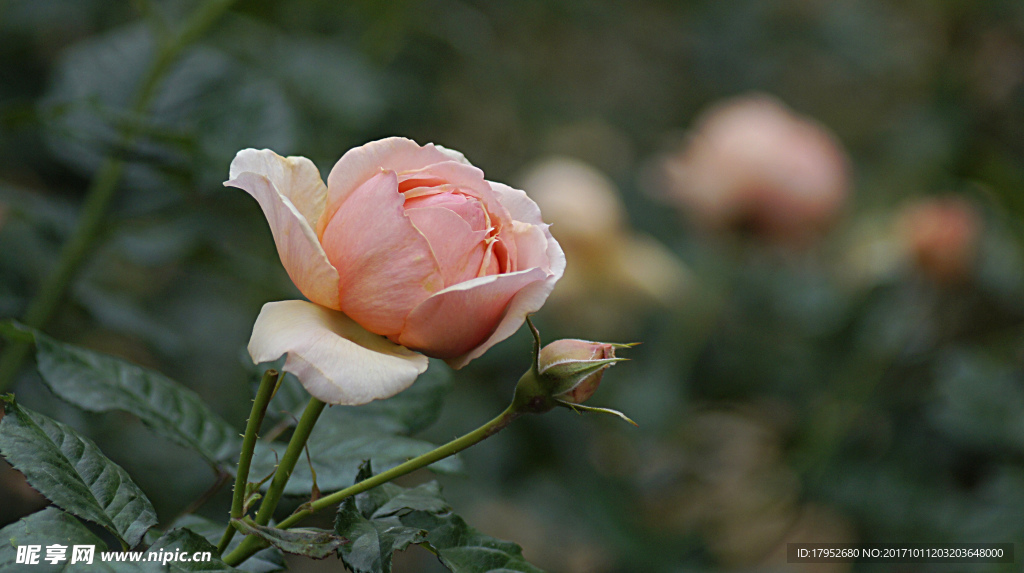月季花