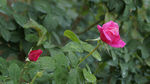 月季花