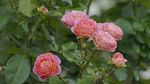 月季花