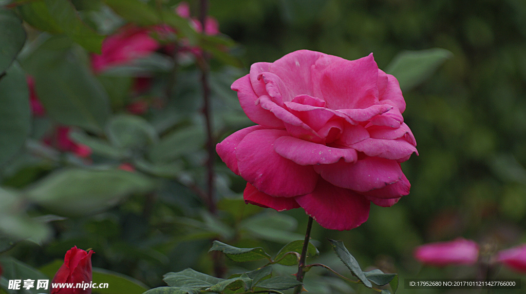 月季花