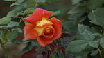 月季花