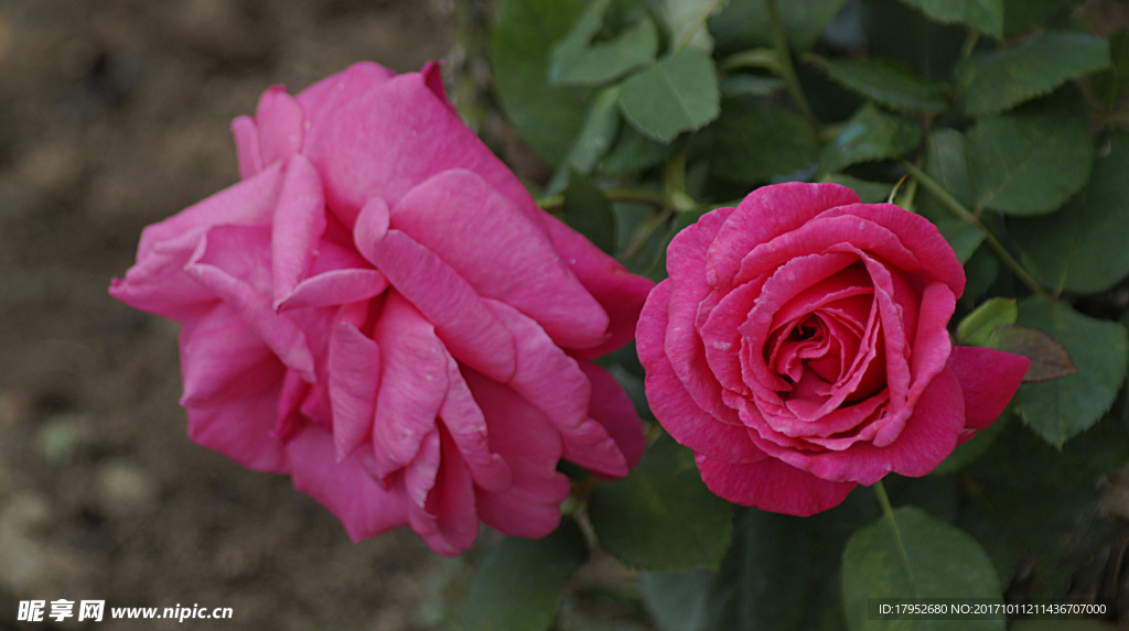 月季花