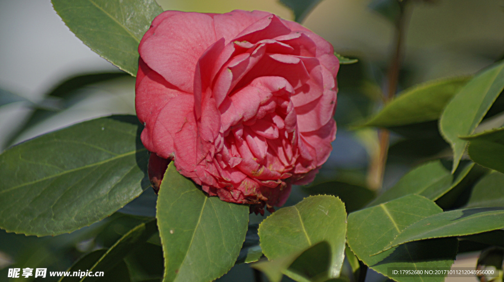茶花