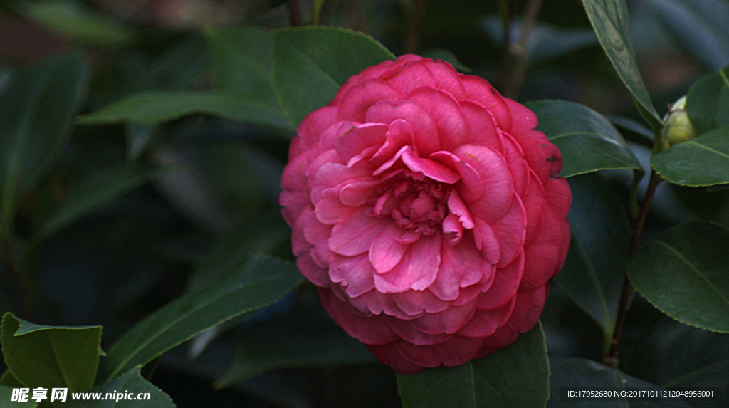 茶花