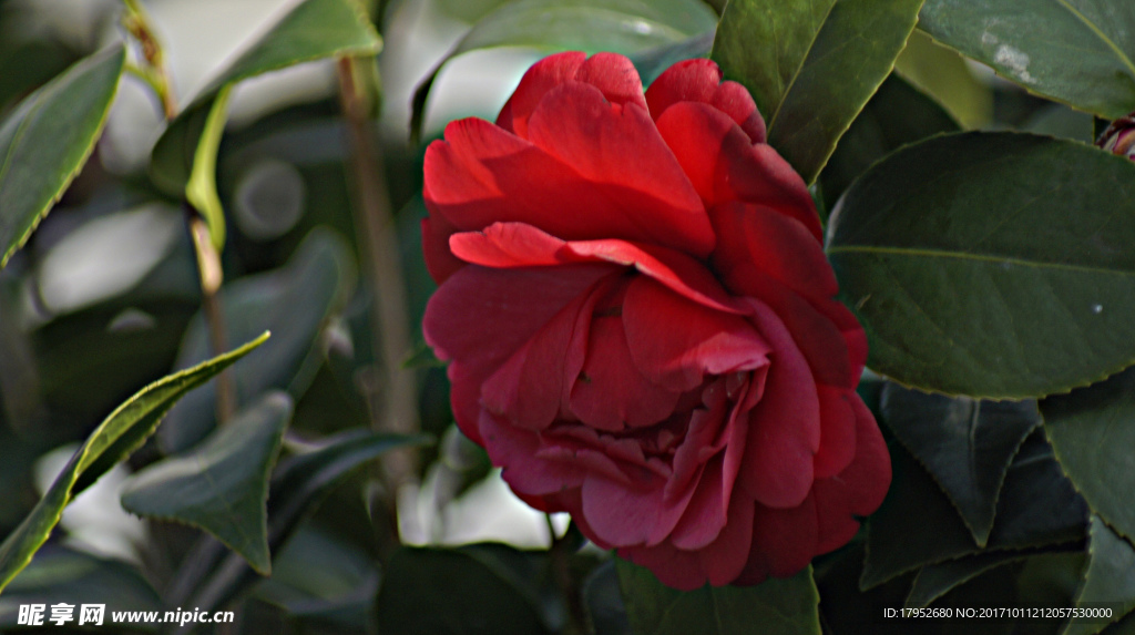 茶花