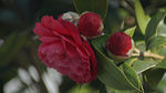 茶花