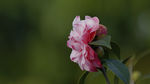 茶花