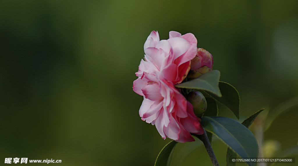 茶花