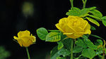 茶花