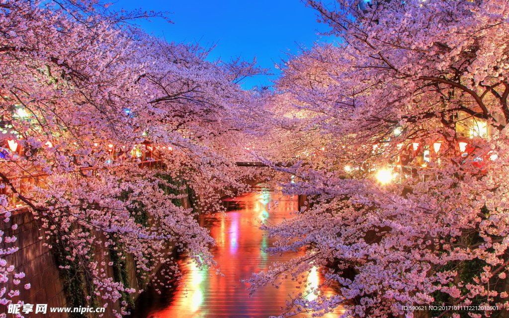 樱花