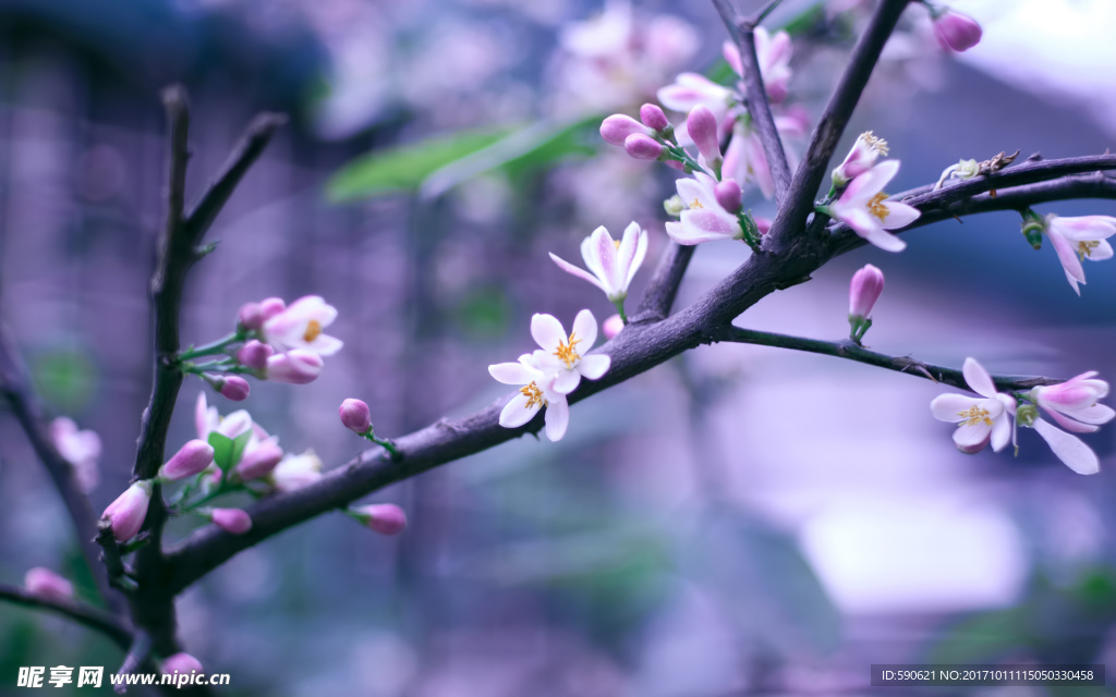 桃花