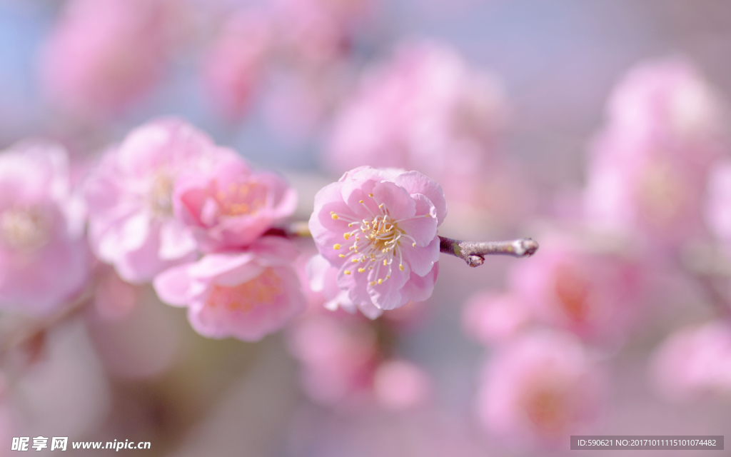 桃花