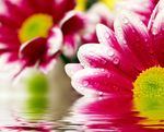 鲜花