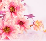 鲜花