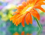野菊花