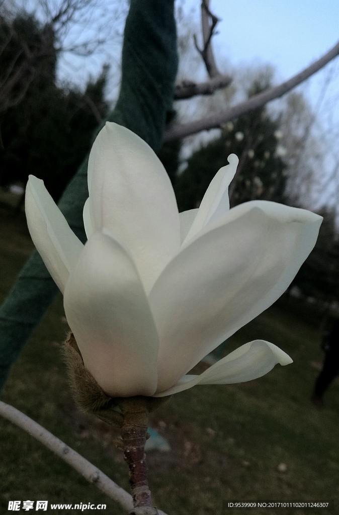 玉兰