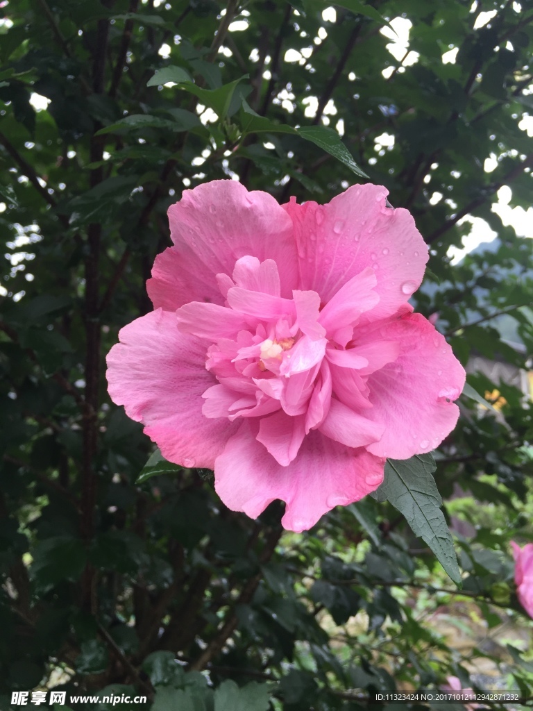 雨后的花朵