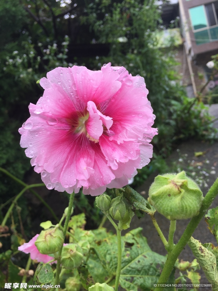 雨后的花朵