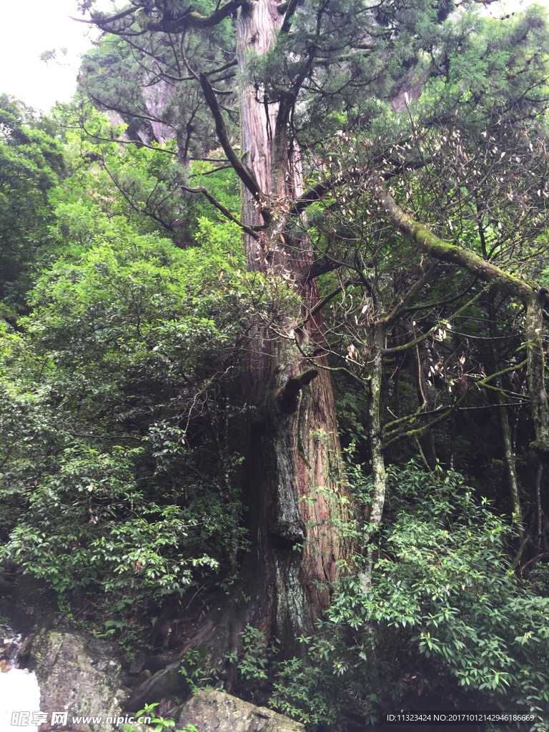 大树