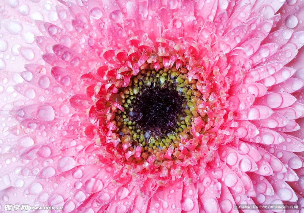 水彩花卉