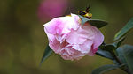 茶花