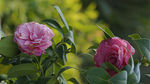 茶花