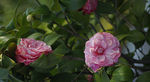 茶花