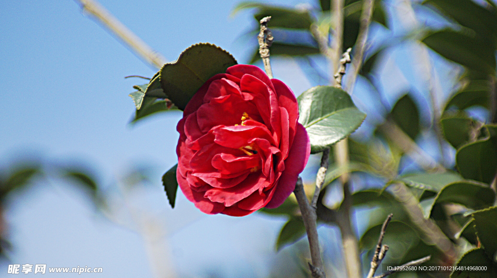 茶花