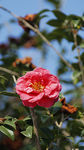 茶花
