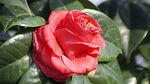 茶花