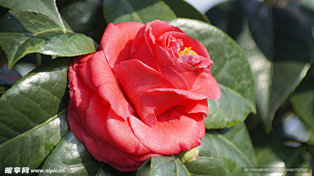 茶花