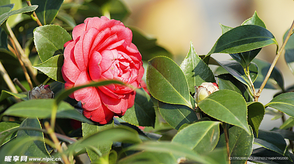 茶花