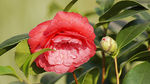 茶花