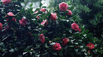 茶花