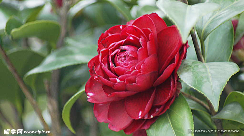 茶花