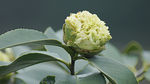 茶花