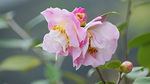 茶花