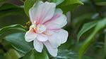 茶花