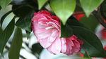 茶花