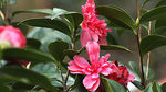 茶花