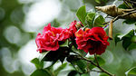 茶花