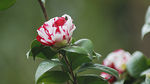 茶花