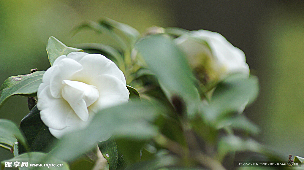 茶花