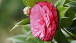 茶花