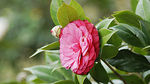 茶花