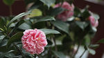 茶花